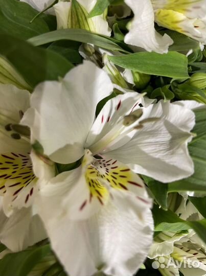 Альстромерия оптом Стойкие Цветы Доставка