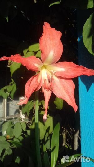 Амариллис луковицы