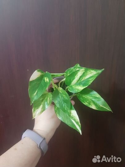 Эпипремнумы Золотистый и Марбл Квин