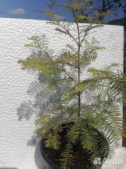 Метасеквойя