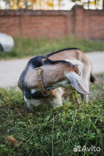 Альпийский козел