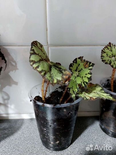 Бегония тигровая и бегония черный принц