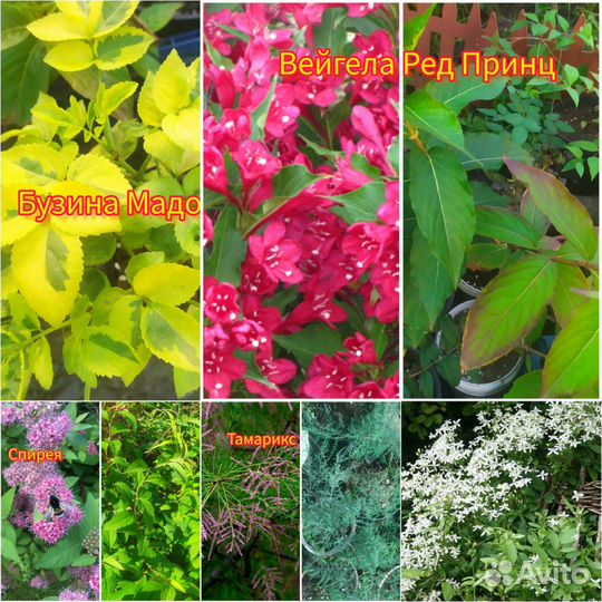 Многолетники садовые