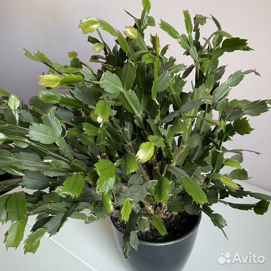 Декабрист (шлюмбергера)