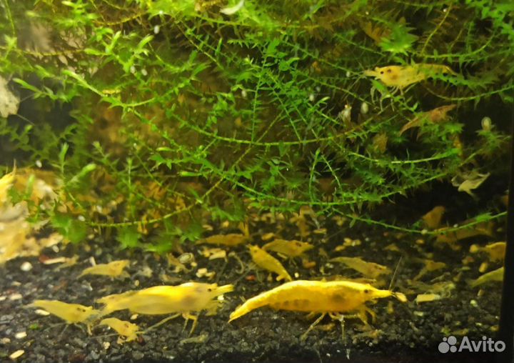 Аквариумные креветки