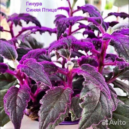 Традесканция, крестовник, гинура