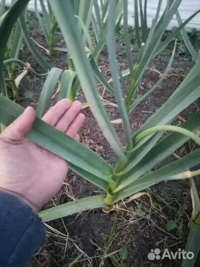 Чеснок Любаша