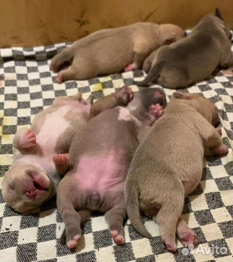 Американский булли