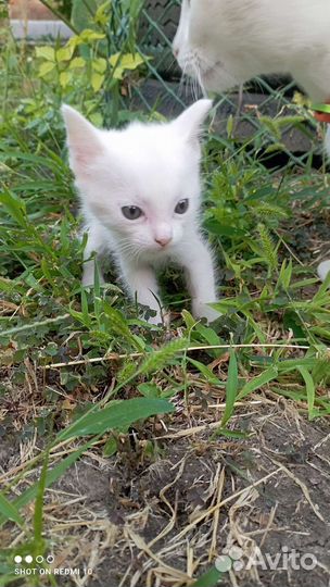 Котята као мани