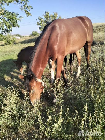 Кобыла 1.3 мес