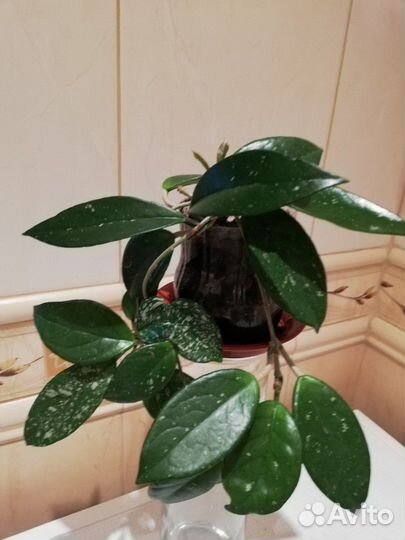 Отростки Хойи Великолепной