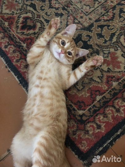 Кошка в дар бесплатно