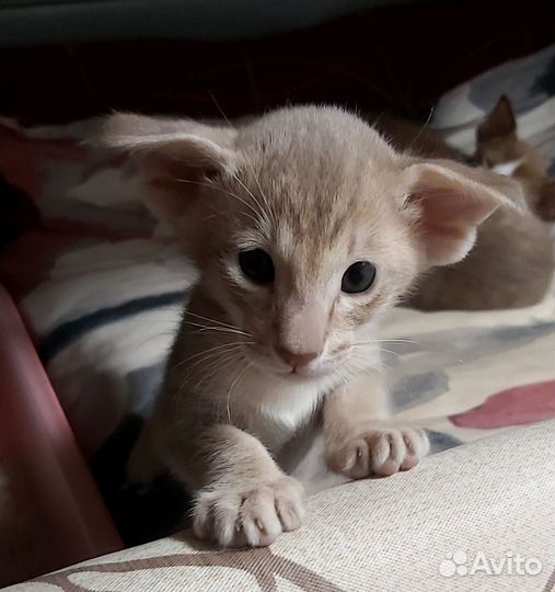 Ориентальная современный тип