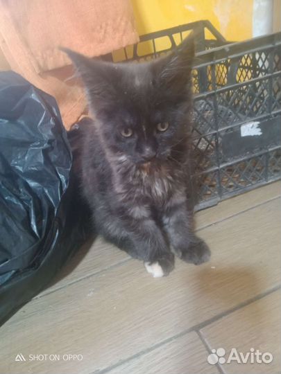 Кошечка Мей Кун