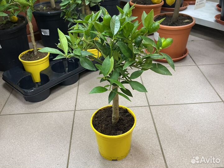 Цитрусы лимон мандарин