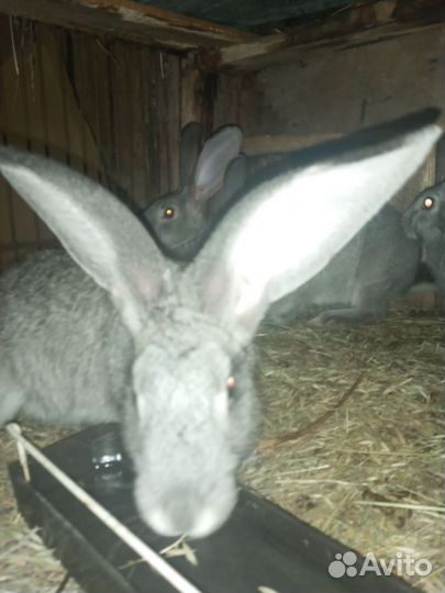 Кролики мясных пород