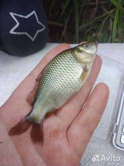 Продам малек карпа