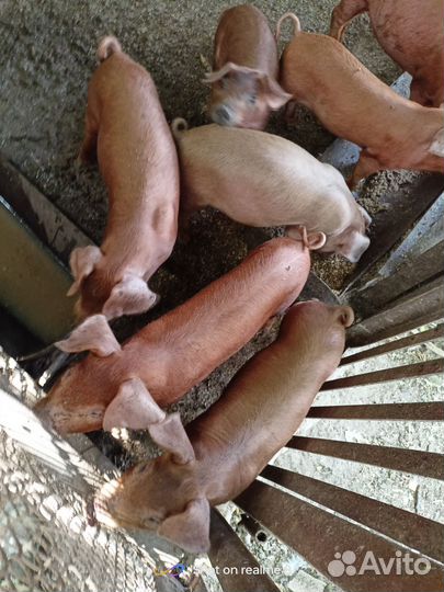Поросята породы дюрок