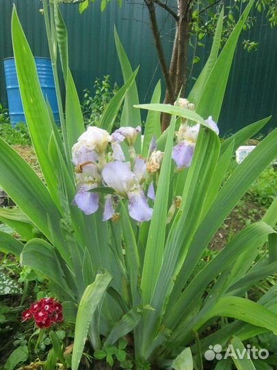 Садовые многолетники