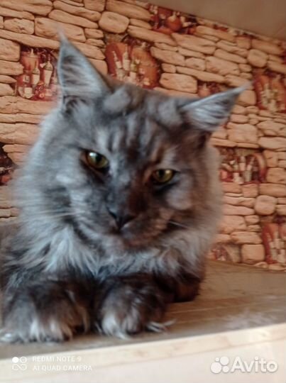 Вязка. Мейн кун