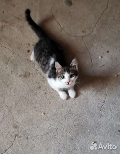 Ласковый котенок в добрые руки