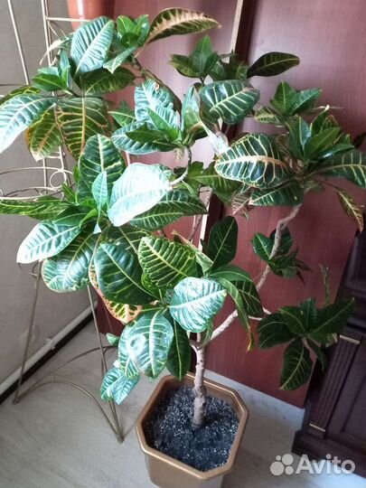 Кротон (кодиеум)