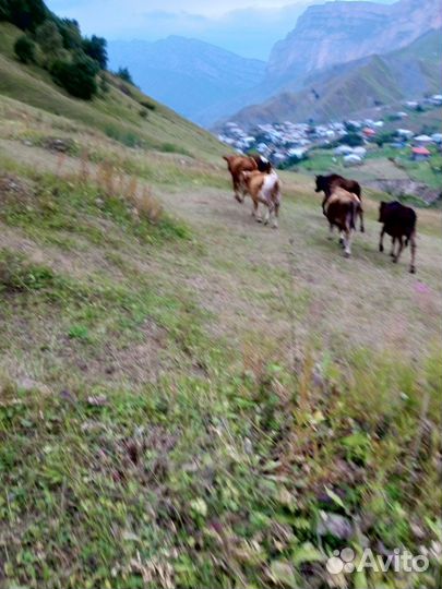 Бычки и тëлки