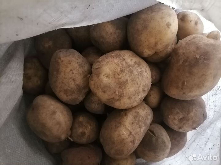 Картофель