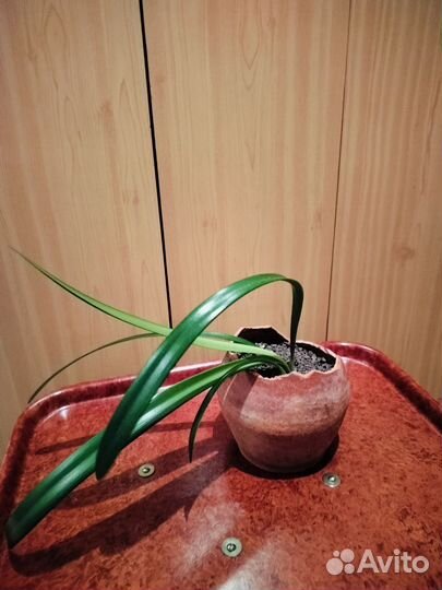 Амариллис- гиппеаструм