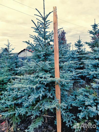Саженцы ели голубой, кедр, ива, кизильник и др