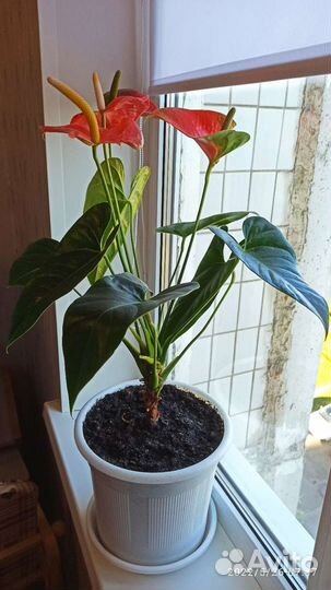 Антуриум (Мужское счастье)