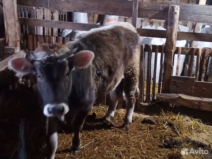 Корова и первотелка