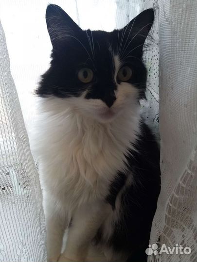 Кошечка в добрые руки