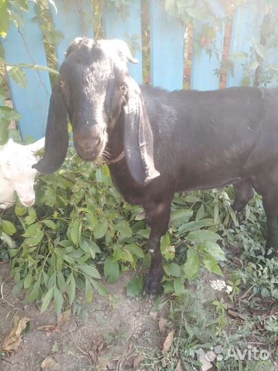 Нубийский козел