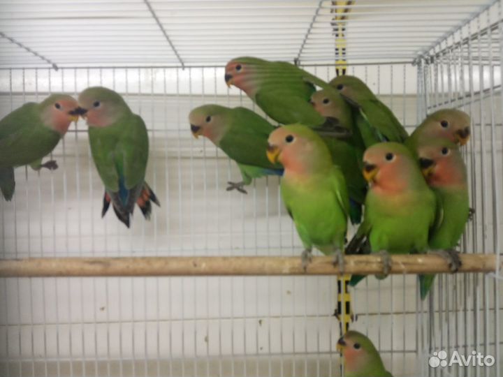 Неразлучники птенцы