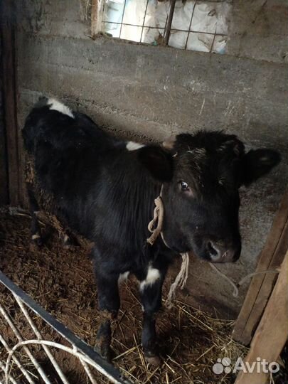 Бык и телка