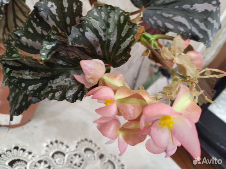 Бегонии сортовые