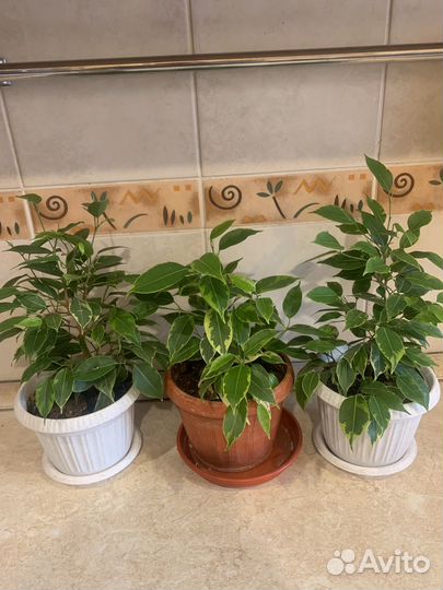 Сортовые фикусы