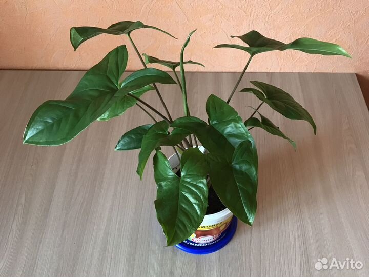 Сингониумы баттерфляй вайт, ножколистный