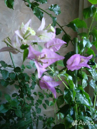 Бугенвиллия, Псевдоэратемум