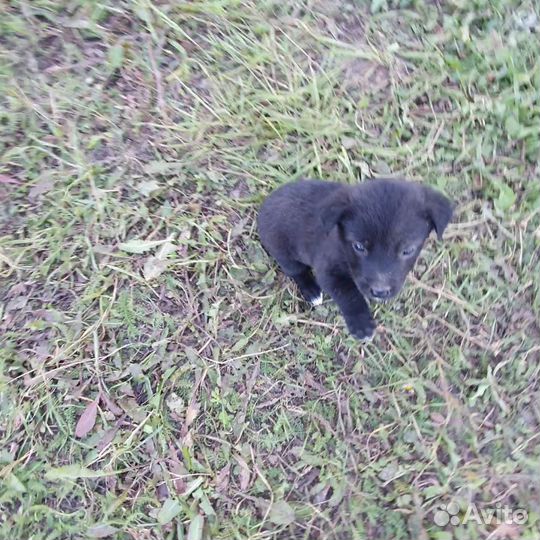 Щенки в добрые руки