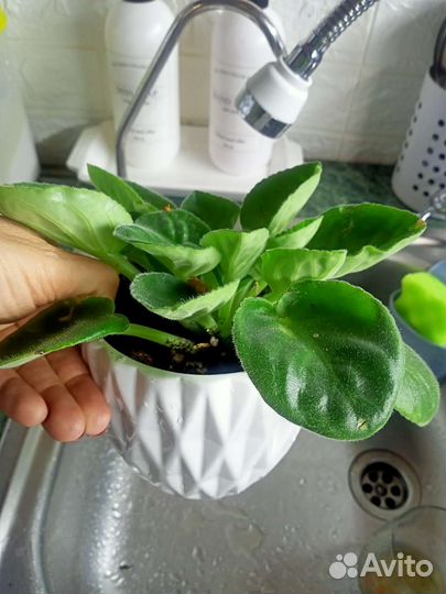 Фиалка. Колпино