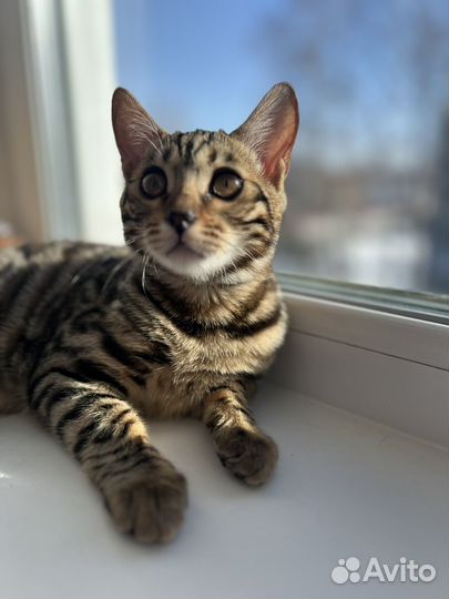 Продается бенгальская кошка