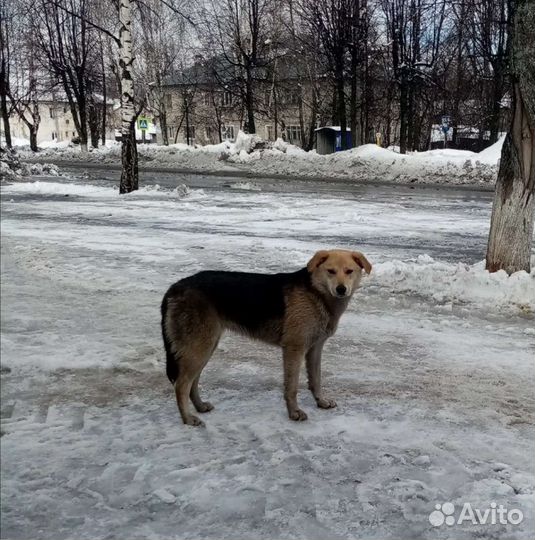 Собачка молоденькая