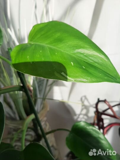 Филодендрон розовая принцесса