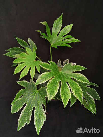 Фатсия вариегатная 17/50