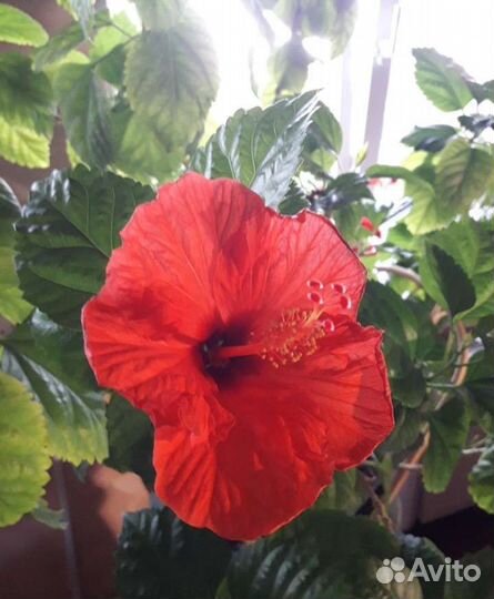 Гибискус, китайская роза