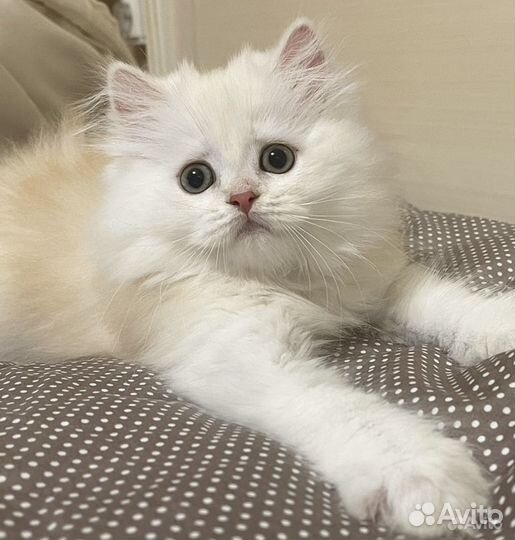 Элитный Длинношерстный шотландец Красавчик