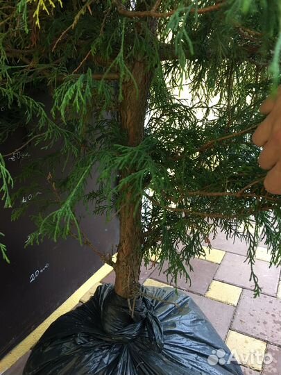 Туи, кипарисовик, хвойные в ассортименте