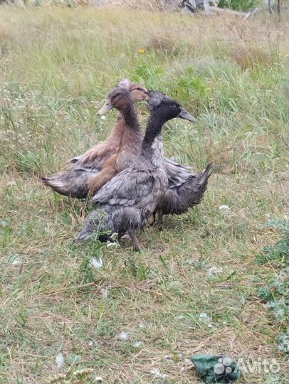 Утки хохлатые